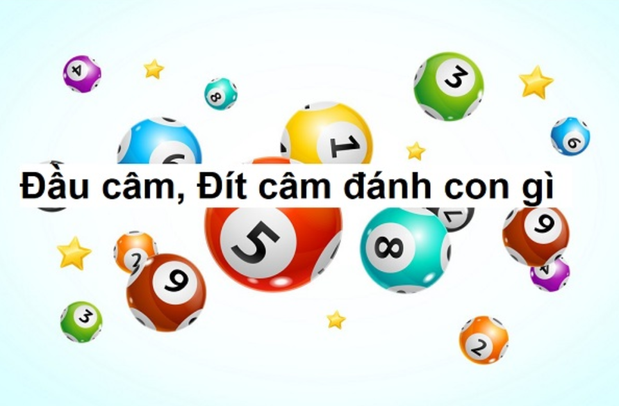 dau dit lo cam danh con gi 